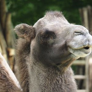 Domestic Bactrian camel (Camelus bactrianus), 2024-08-05