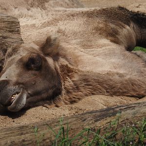 Domestic Bactrian camel (Camelus bactrianus), 2024-08-05