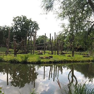 Second Sumatran orangutan and Hanuman langur island, 2024-08-05