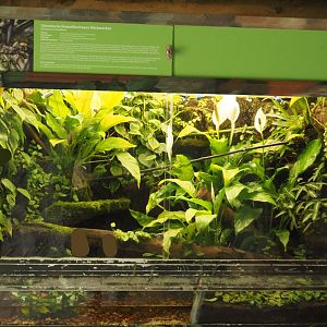 Chinese crocodile lizard terrarium, 2024-08-05