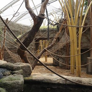 Tropenparadies/Asian greenhouse - Asian small-clawed otter, Sumatran orangutan and Hanuman langur indoor exhibit, 2024-08-05