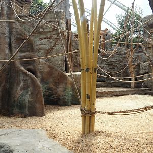 Tropenparadies/Asian greenhouse - Asian small-clawed otter, Sumatran orangutan and Hanuman langur indoor exhibit, 2024-08-05