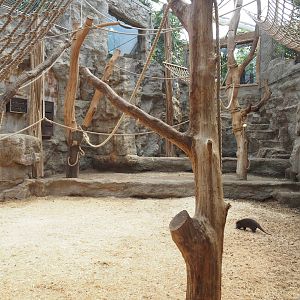 Tropenparadies/Asian greenhouse - Asian small-clawed otter, Sumatran orangutan and Hanuman langur indoor exhibit, 2024-08-05