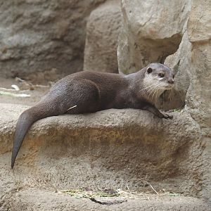 Asian small-clawed otter (Aonyx cinerea), 2024-08-05