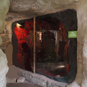 Northern dry zone slender loris exhibit, 2024-08-05