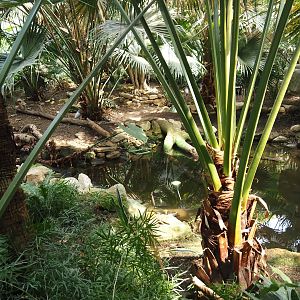 Tropenparadies/Asian greenhouse - Turtle pond, 2024-08-05