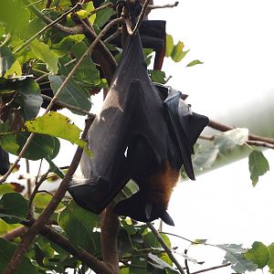 Large flying fox (Pteropus vampyrus), 2024-08-05