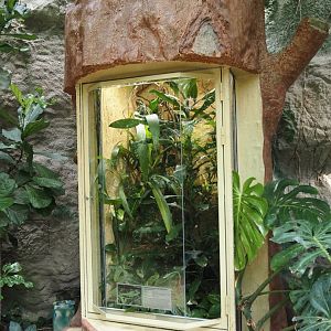 Sakishima grass lizard terrarium, 2024-08-05