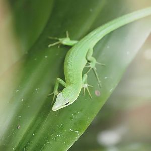 Sakishima grass lizard (Takydromus dorsalis), 2024-08-05