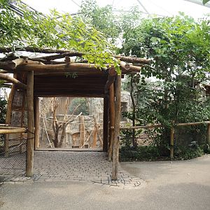 Tropenparadies/Asian greenhouse - Sumatran orangutan and Hanuman langur indoor exhibit viewing area, 2024-08-05