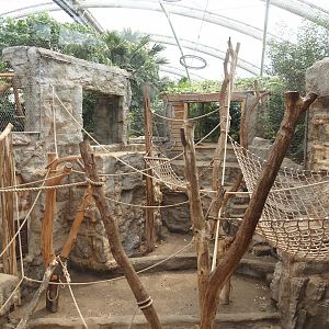 Tropenparadies/Asian greenhouse - Asian small-clawed otter, Sumatran orangutan and Hanuman langur indoor exhibit, 2024-08-05