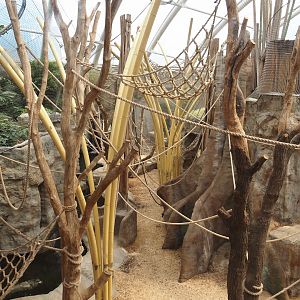 Tropenparadies/Asian greenhouse - Asian small-clawed otter, Sumatran orangutan and Hanuman langur indoor exhibit, 2024-08-05