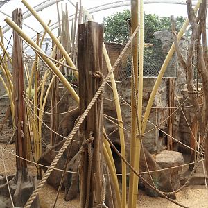 Tropenparadies/Asian greenhouse - Asian small-clawed otter, Sumatran orangutan and Hanuman langur indoor exhibit, 2024-08-05