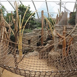 Tropenparadies/Asian greenhouse - Asian small-clawed otter, Sumatran orangutan and Hanuman langur indoor exhibit, 2024-08-05