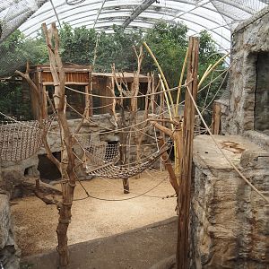 Tropenparadies/Asian greenhouse - Asian small-clawed otter, Sumatran orangutan and Hanuman langur indoor exhibit, 2024-08-05