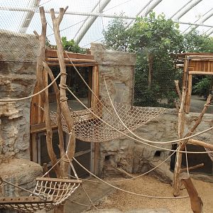 Tropenparadies/Asian greenhouse - Asian small-clawed otter, Sumatran orangutan and Hanuman langur indoor exhibit, 2024-08-05
