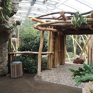 Tropenparadies/Asian greenhouse - Sumatran orangutan and Hanuman langur indoor exhibit viewing area, 2024-08-05