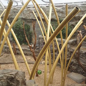 Tropenparadies/Asian greenhouse - Sumatran orangutan and Hanuman langur indoor exhibit, 2024-08-05