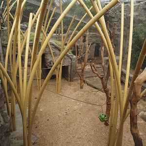 Tropenparadies/Asian greenhouse - Sumatran orangutan and Hanuman langur indoor exhibit, 2024-08-05