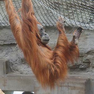 Sumatran orangutan (Pongo abelii), 2024-08-05