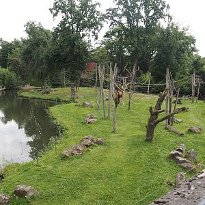 First Sumatran orangutan and Hanuman langur island, 2024-08-05