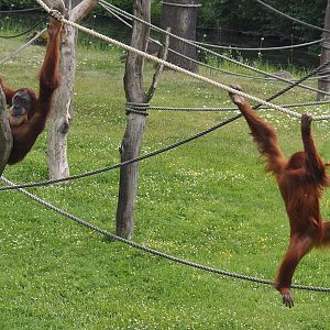 Sumatran orangutans (Pongo abelii), 2024-08-05