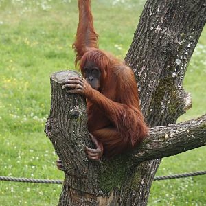 Sumatran orangutan (Pongo abelii), 2024-08-05