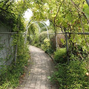 Walkway with climbing plants between orangutan islands and Asian restaurant, 2024-08-05