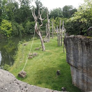 Second Sumatran orangutan and Hanuman langur island, 2024-08-05