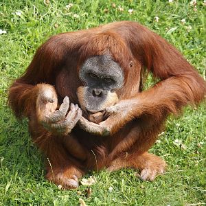 Sumatran orangutan (Pongo abelii), 2024-08-05