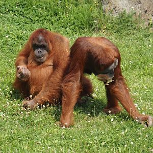 Sumatran orangutans (Pongo abelii), 2024-08-05