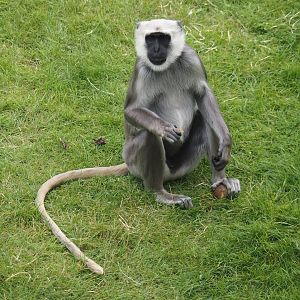 Hanuman langur (Semnopithecus entellus), 2024-08-05