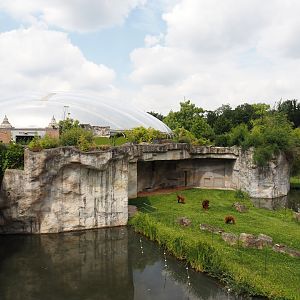 Second Sumatran orangutan and Hanuman langur island, 2024-08-05