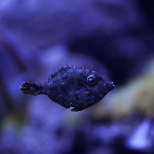 Bristletail Filefish
