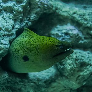 Giant Moray Eel