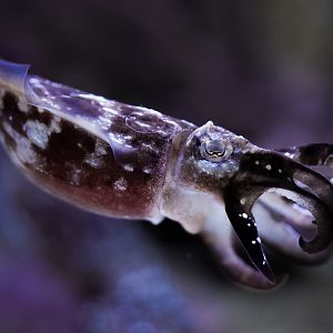 Dwarf Cuttlefish