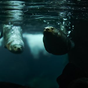 North American River Otters (Molalla & Ahanu)