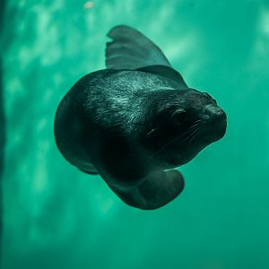 Northern Fur Seal (Chiidax)