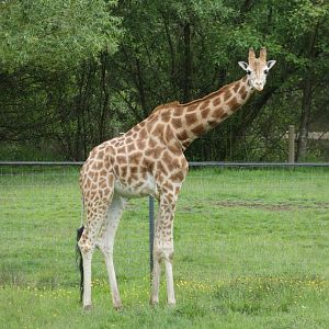 Jagar (Rothschild's giraffe)