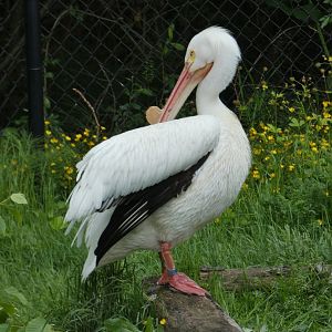 American white pelican