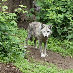 Grey wolf