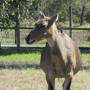 Nancy (Nilgai)