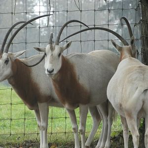 Seeking shelter (Scimitar-horned oryx)