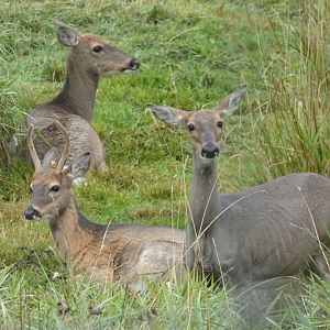 Osage and Violet (White-tailed deer)