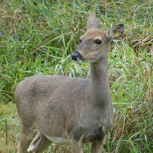Daffodil (White-tailed deer)