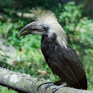 White-crowned Hornbill (Berenicornis comatus)