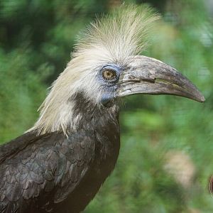 White-crowned Hornbill (Berenicornis comatus)