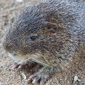 Greater Cane Rat (Thryonomys swinderianus)