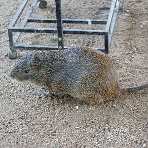 Greater Cane Rat (Thryonomys swinderianus)