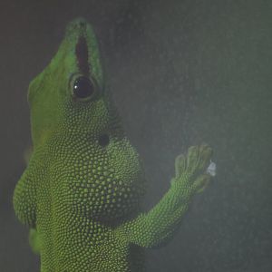 Madagascar Giant Day Gecko